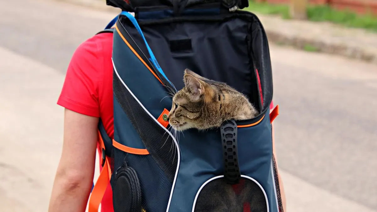 Перетин кордону з котом