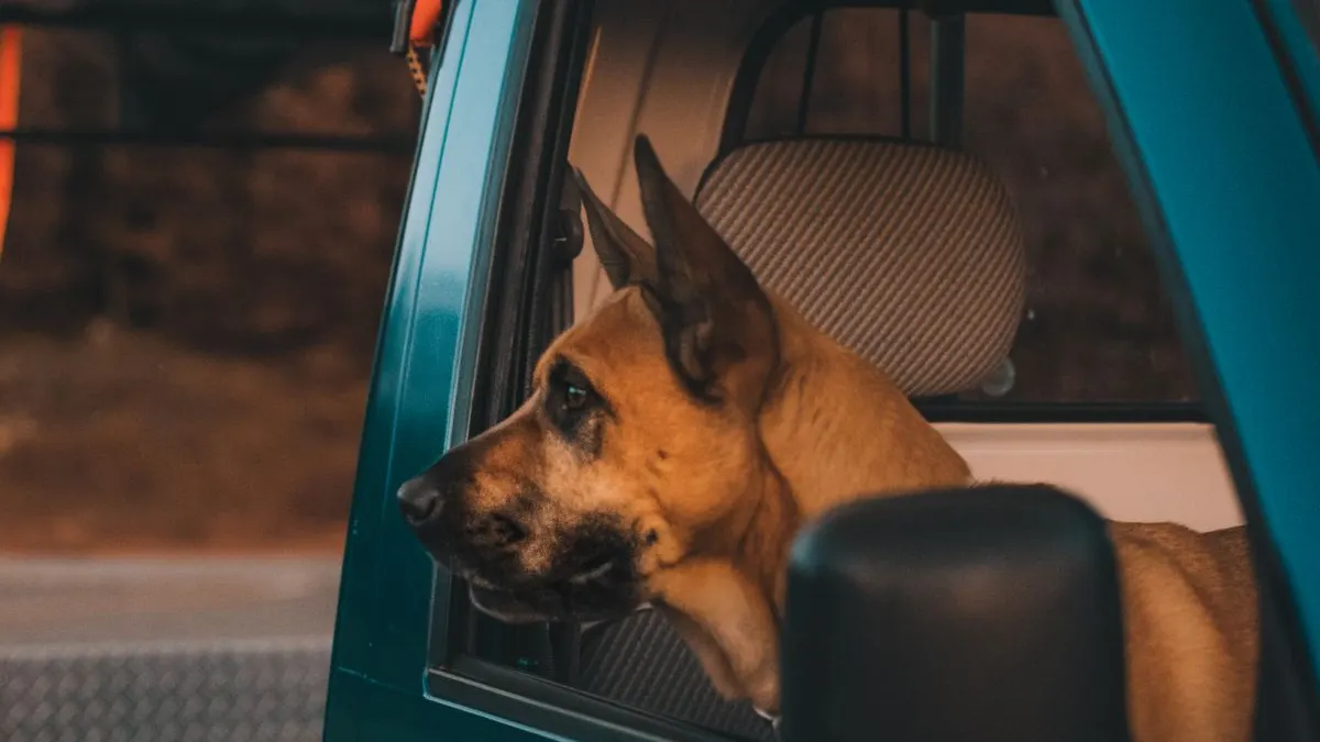 Перетин кордону з собакою